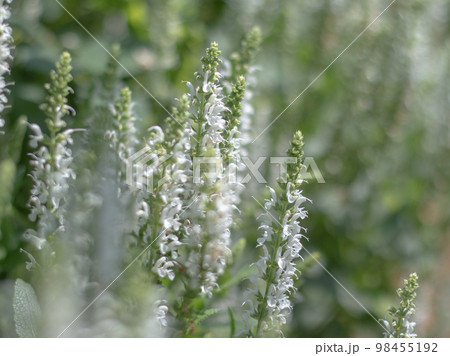 サルビアネモローサスノーヒル 98455192