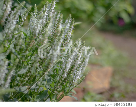 サルビアネモローサスノーヒル 98455193