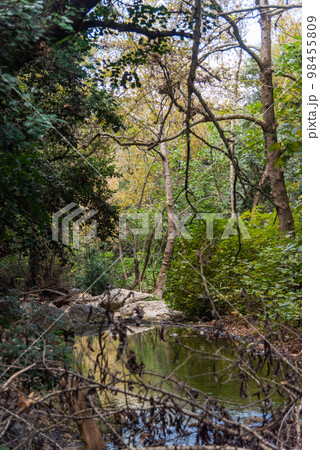 View of Kziv Stream at the end of the Black marked trail, Montfort Nahal Kziv National park, Western Galilee, Northern District of Israel, Israel. View of Kziv Stream at the end of the Black marked trail, Montfort Nahal Kziv National park, Western Galilee, Northern District of Israel, Israel. 98455809