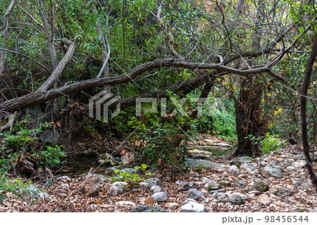 View of Kziv Stream at the end of the Black marked trail, Montfort Nahal Kziv National park, Ein Tamir, Ein Hardalit Western Galilee, Northern District of Israel, Israel. View of Kziv Stream at the end of the Black marked trail, Montfort Nahal Kziv National park, Ein Tamir, Ein Hardalit Western Galilee, Northern District of Israel, Israel. 98456544