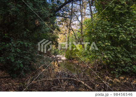 View of Kziv Stream at the end of the Black marked trail, Montfort Nahal Kziv National park, Ein Tamir, Ein Hardalit Western Galilee, Northern District of Israel, Israel. 98456546