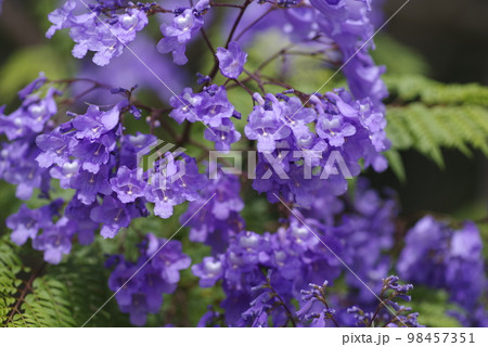 ジャカランダの木が青紫色の花を咲かせています。 学名はJacarandaです。 ジャカランダの木が青紫色の花を咲かせています。 学名はJacarandaです。 98457351