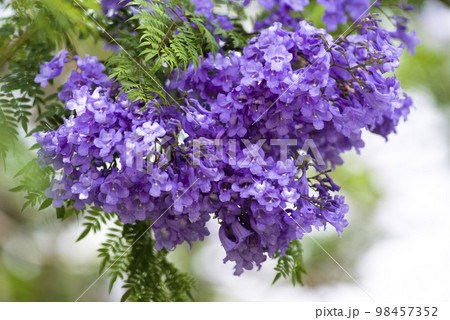 ジャカランダの木が青紫色の花を咲かせています。 学名はJacarandaです。 98457352
