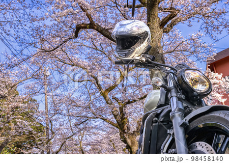 桜の木のトンネルのバイクツーリング　静岡県伊東市八幡野 98458140