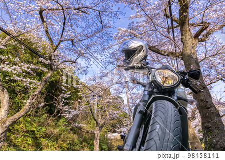 桜の木のトンネルのバイクツーリング　静岡県伊東市八幡野 98458141