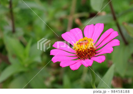 ヒャクニチソウ　ピンク 98458188