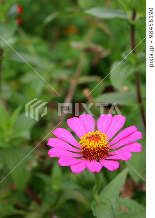 ヒャクニチソウ ピンク ヒャクニチソウ ピンク 98458190
