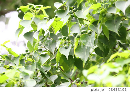 南京黄櫨（ナンキンハゼ）実 98458191