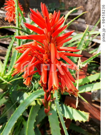 満開のアロエの花1 98458236