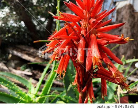 満開のアロエの花3 満開のアロエの花3 98458239