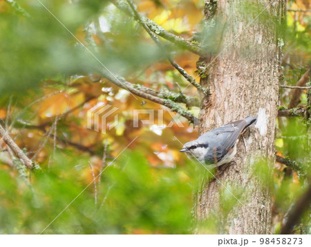 野鳥　ゴジュウカラ 98458273