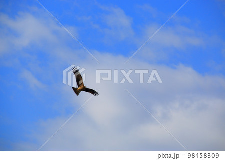 青空に舞う鳶（トビ・トンビ）1 98458309