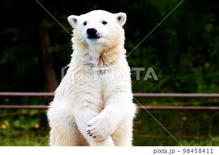 札幌円山動物園の可愛いホッキョクグマ 98458411