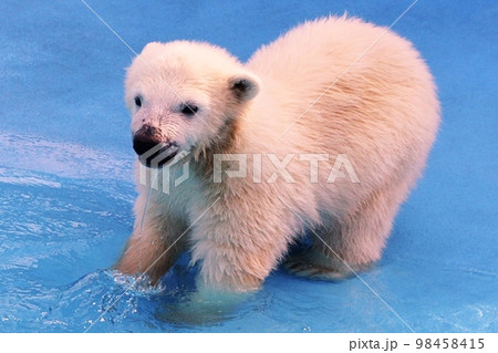 札幌円山動物園の可愛いホッキョクグマ 札幌円山動物園の可愛いホッキョクグマ 98458415