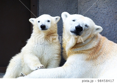 札幌円山動物園の可愛いホッキョクグマ 98458417