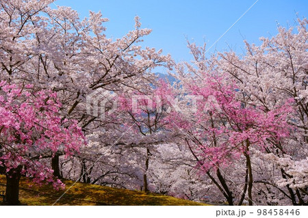 戸倉宿キティパークの満開の桜 戸倉宿キティパークの満開の桜 98458446