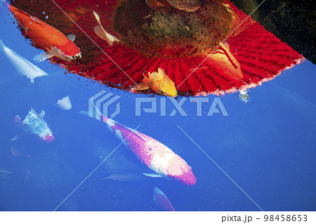 真っ青な水面に赤い唐笠が映る池を鮮やかな錦鯉が泳ぐ風景 98458653