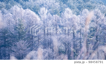 里山に降りた霜が、朝の光でキラキラ輝く風景（蒜山高原） 98458791