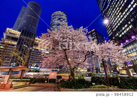 名古屋市 名古屋駅前に咲く満開の桜 名古屋市 名古屋駅前に咲く満開の桜 98458912