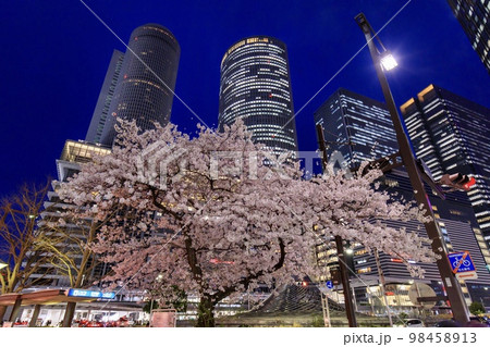 名古屋市 名古屋駅前に咲く満開の桜 名古屋市 名古屋駅前に咲く満開の桜 98458913