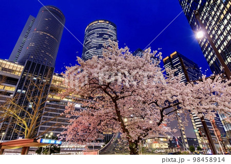 名古屋市　名古屋駅前に咲く満開の桜 98458914