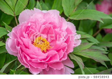 ✳︎peony✳︎ 98458943.jpg