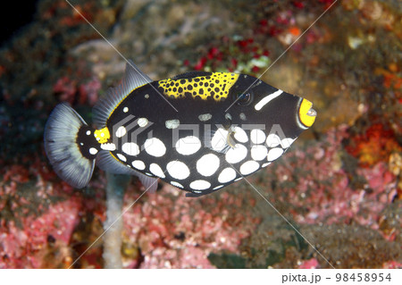 Clown Triggerfish, Balistoides conspicillum Clown Triggerfish, Balistoides conspicillum 98458954