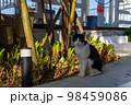 沖縄で見かけた猫ちゃん1 98459086