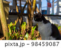 沖縄で見かけた猫ちゃん2 98459087