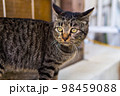 沖縄で見かけた猫ちゃん3 98459088