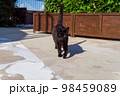 沖縄で見かけた猫ちゃん4 98459089