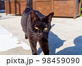 沖縄で見かけた猫ちゃん4 98459090
