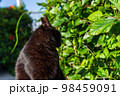 沖縄で見かけた猫ちゃん5 98459091