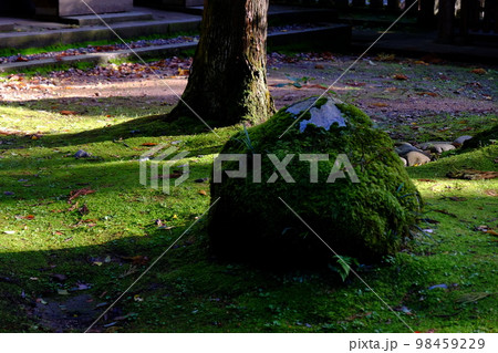 苔生した岩石の岡太神社・大瀧神社の境内 苔生した岩石の岡太神社・大瀧神社の境内 98459229