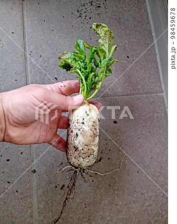 半日陰のダイコン 98459678