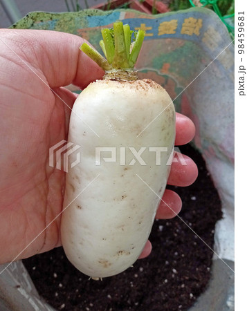 家庭菜園のチビ大根 98459681