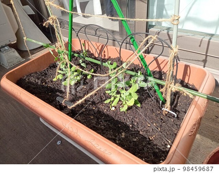 ベランダ家庭菜園でプランターのスナックエンドウ 98459687