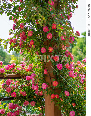 平塚のガーデンに咲く美しい春薔薇 98459840