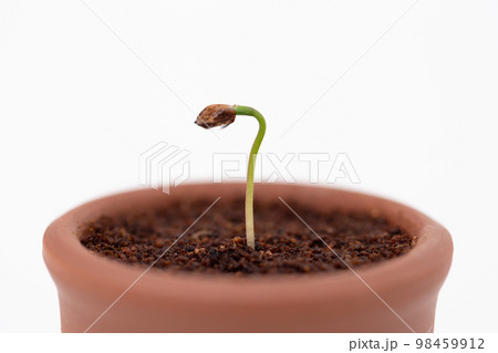 種から育てるマツの盆栽 発芽 種から育てるマツの盆栽 発芽 98459912