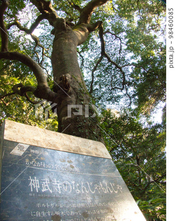 神武寺の光景 神武寺の光景 98460085