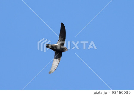 青空を飛ぶヒメマツバメ 青空を飛ぶヒメマツバメ 98460089