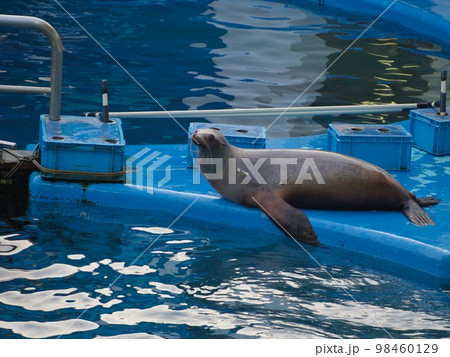 水族館 アシカ 水族館 アシカ 98460129