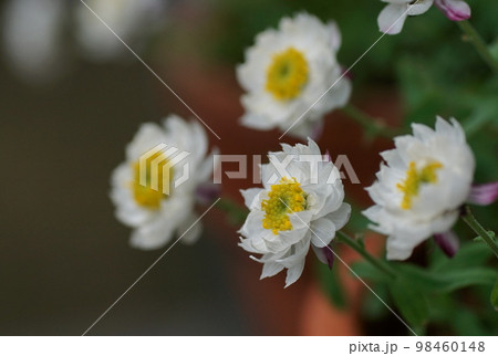 花かんざし 98460148