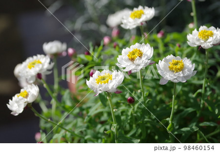 花かんざし 98460154