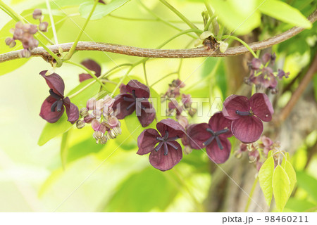 ゴヨウアケビ　札幌市 98460211