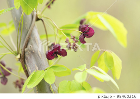 ゴヨウアケビ　札幌市 98460216