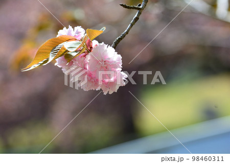 やすらぎの里公園 2022-4-23 #69 やすらぎの里公園 2022-4-23 #69 98460311