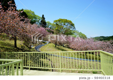 やすらぎの里公園 2022-4-23 #63 やすらぎの里公園 2022-4-23 #63 98460318