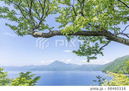 支笏湖、休暇村展望台に咲くミヤマザクラ　千歳市 98460338