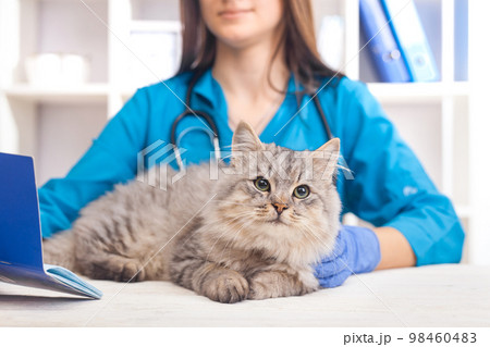 female doctor examines a gray cat in a veterinary clinic. medicine for pets female doctor examines a gray cat in a veterinary clinic. medicine for pets 98460483
